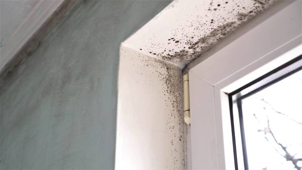 Best Residential Mold Inspection & Testing  in Ttapoisett Center, MA