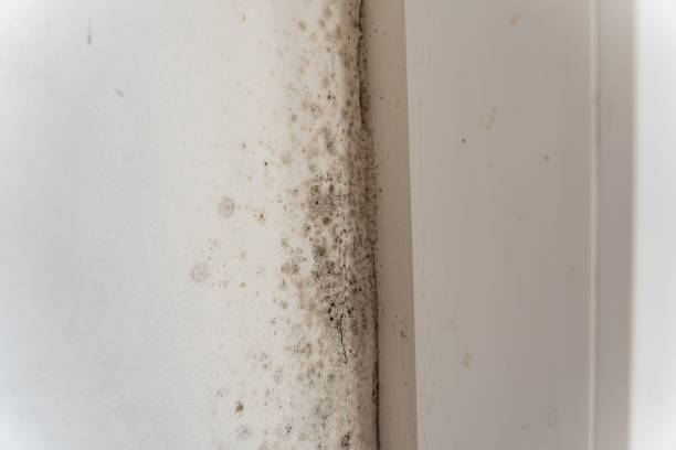 Best Industrial Mold Remediation  in Ttapoisett Center, MA