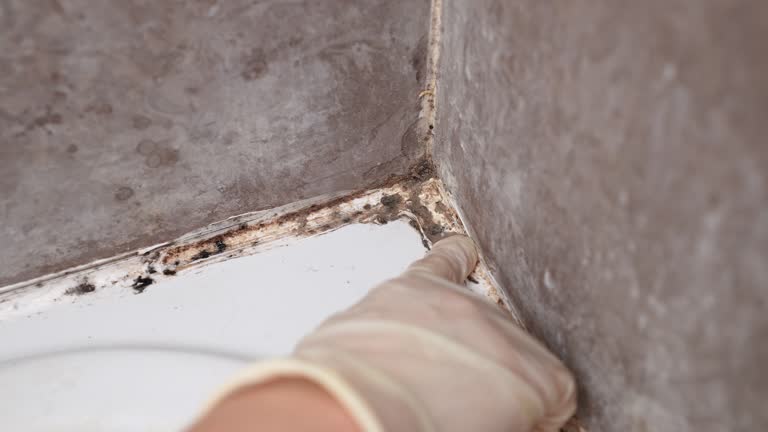 Reliable Mattapoisett Center, MA Mold Removal Solutions
